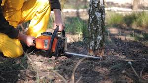 Reliable Munsons Corners, NY Tree Care Services Solutions