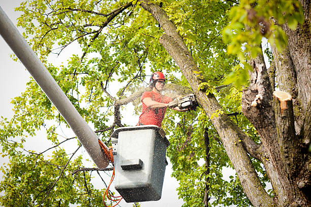 How Our Tree Care Process Works  in  Munsons Corners, NY